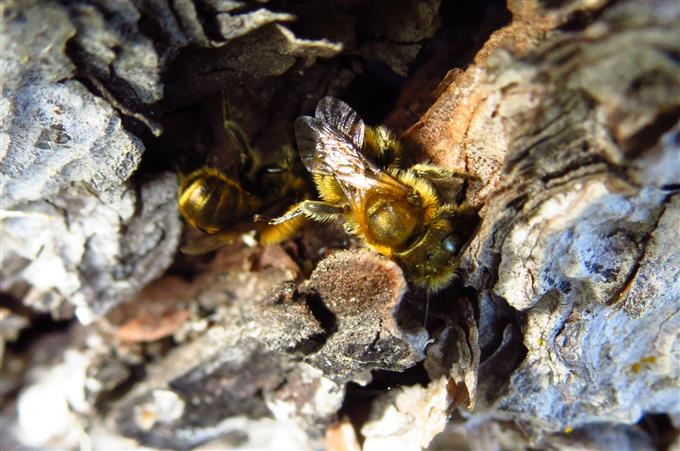 Osmia sp. [leaiana o coerulescens], maschio  (Apidae Megachilinae)